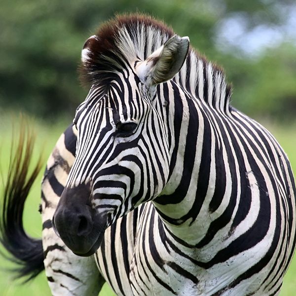 BRICKS Biology 1vmbo (digitaal)